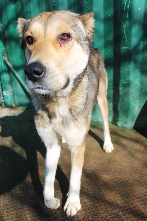 ქართული ქოფაკი უსახელო