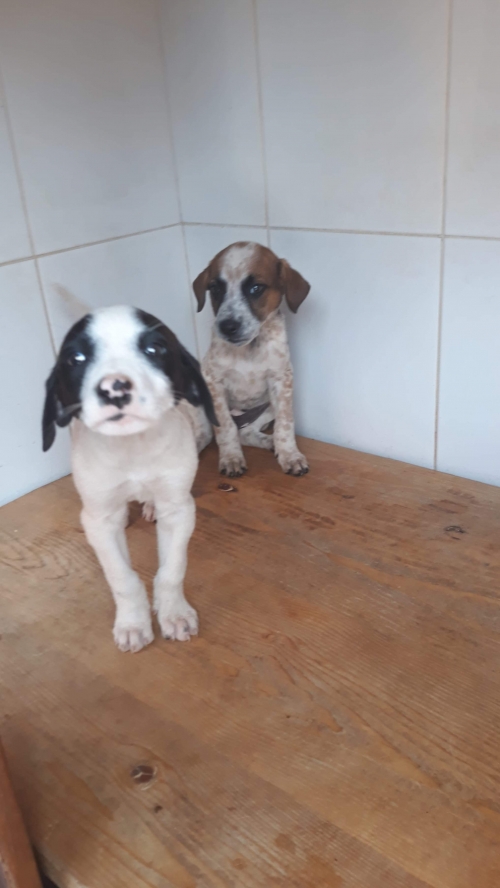 მეტისი უსახელო