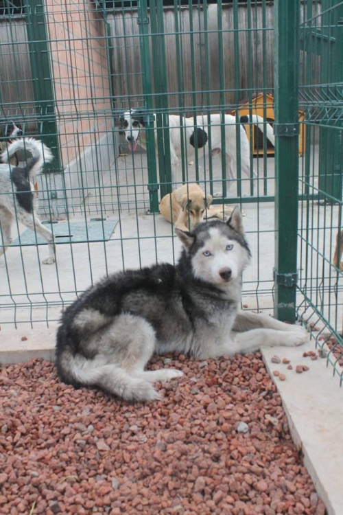 ლაიკა სემი