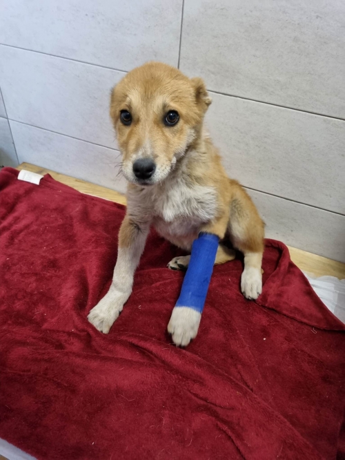 ქართული ქოფაკი უსახელო