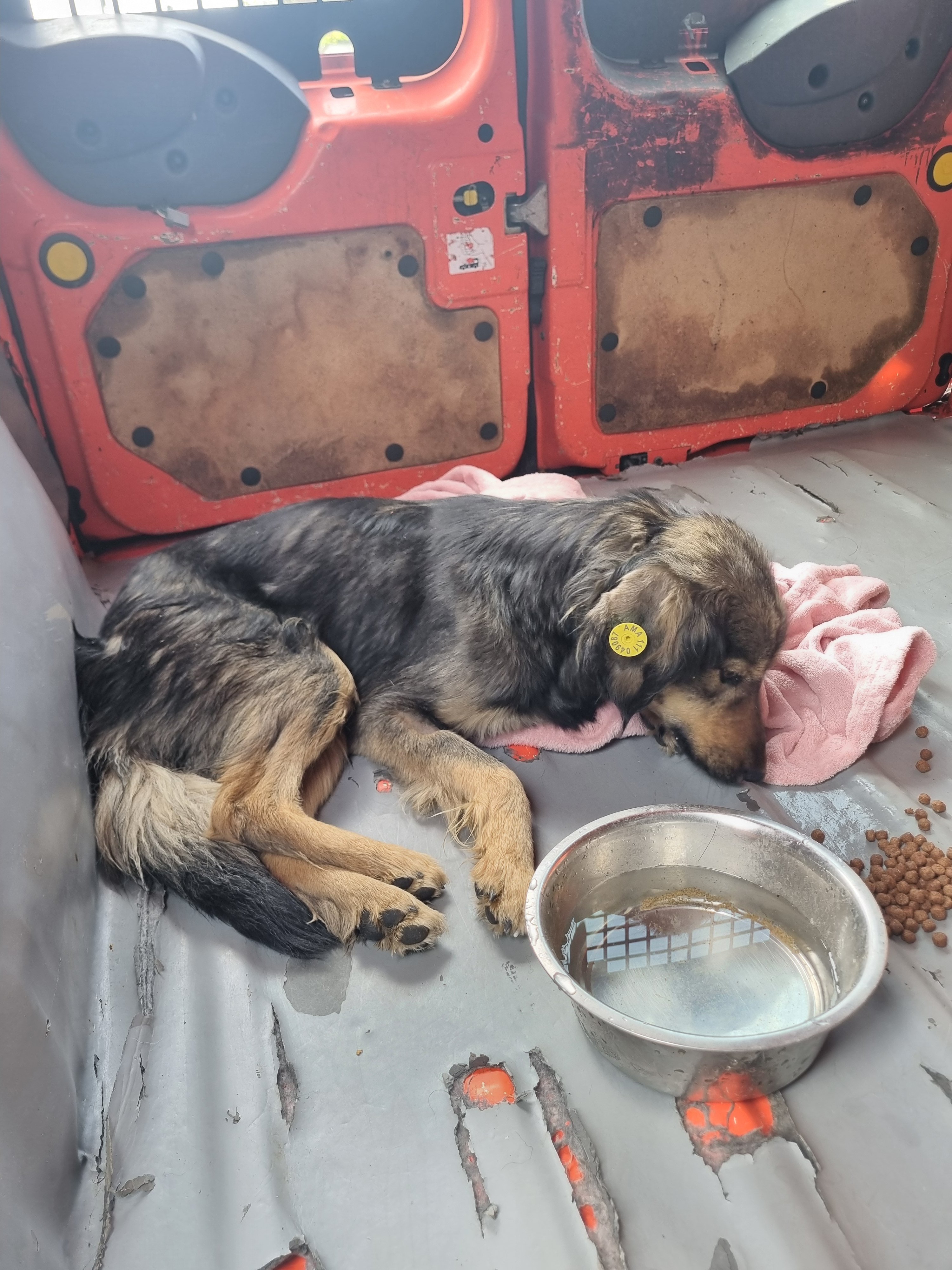 მეტისი. დიდი დიღომი. პალმა