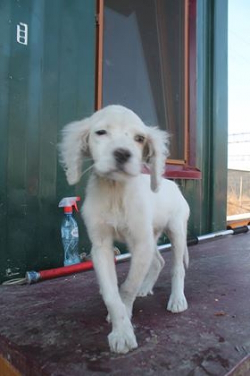 სეტერი უსახელო