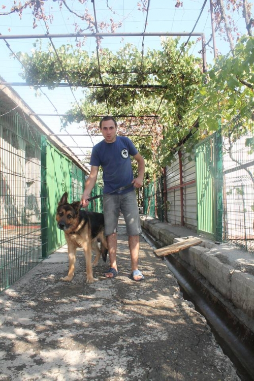 გერმანული ნაგაზი როი