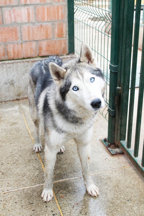 ლაიკა ბაქსი