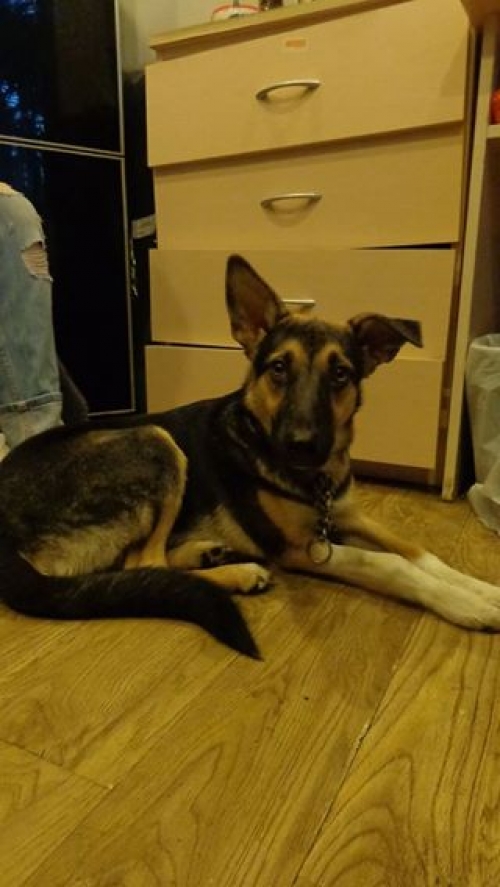 გერმანული ნაგაზის მეტისი მალი