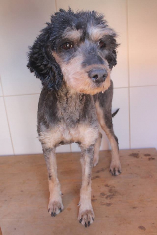 ბალონკა უსახელო