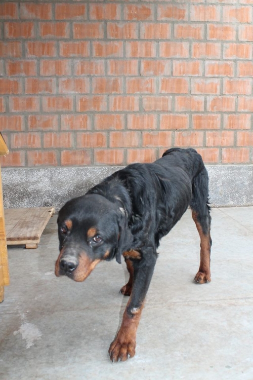 როტვეილერი უსახელო