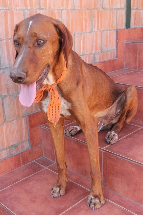 გონჩი უსახელო