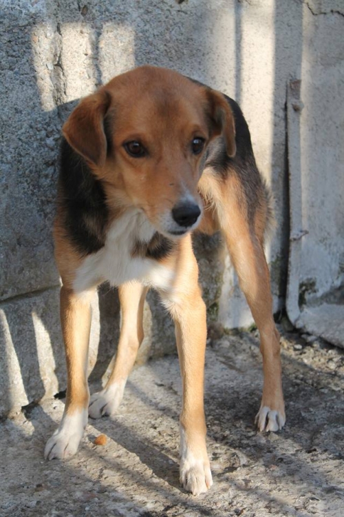 მეტისი ჩაპა