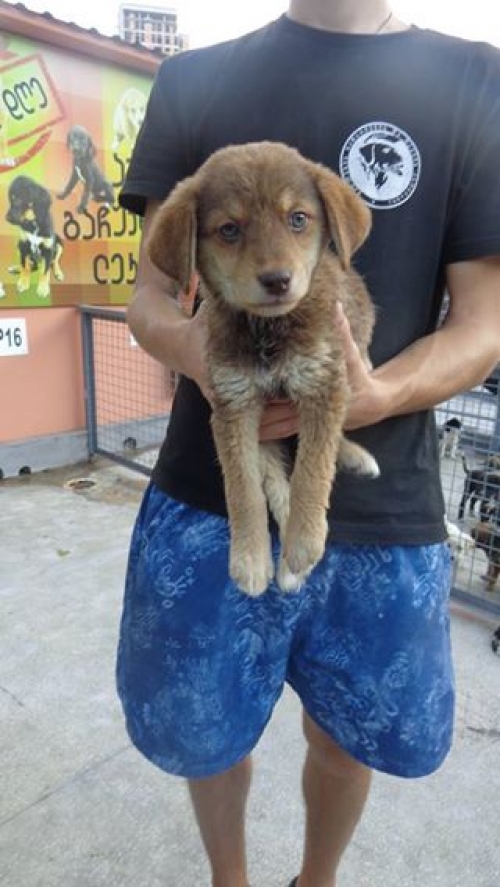 მეტისი მეტისი