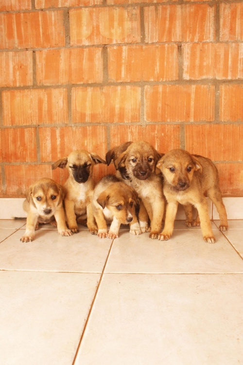 ქართული ქოფაკი უსახელო