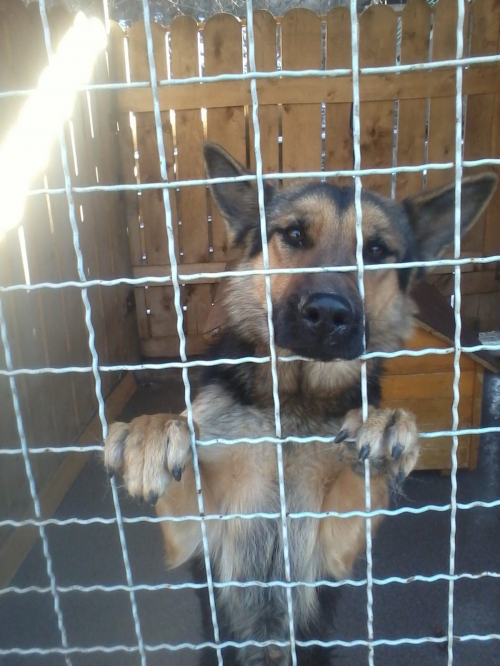 გერმანული ნაგაზი ჯესი