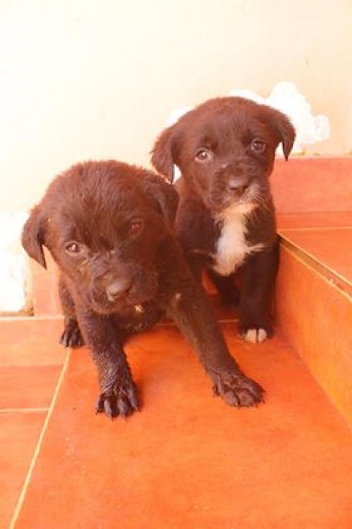 მეტისი უსახელო