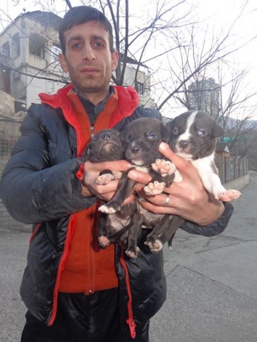 პიტბულის მეტისი უსახელოები