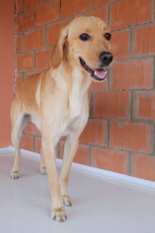 ლაბრადორის მეტისი მატრიქსი