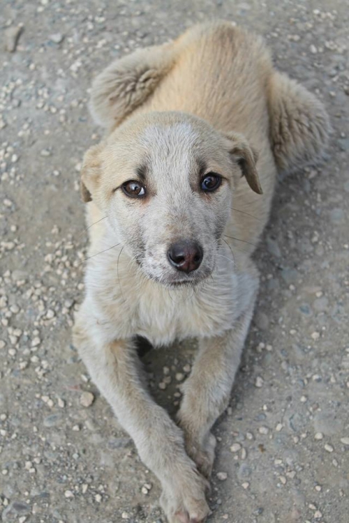 მეტისი უსახელო