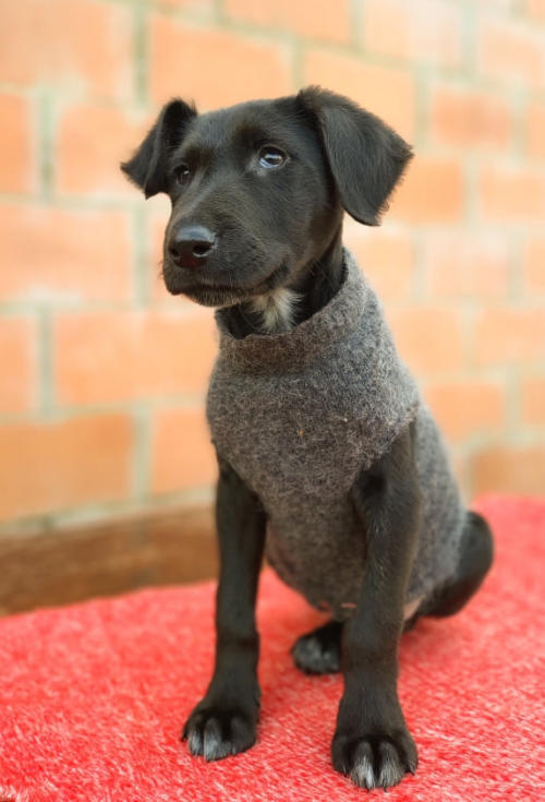 მეტისი იპოვნა გლდანის 2 მიკროში.