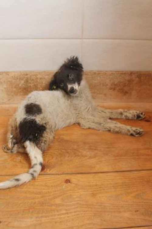 მეტისი შინოჩიკ