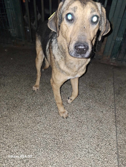 მეტისი ზემო ფონიჭალა ,, ბუბლიკა