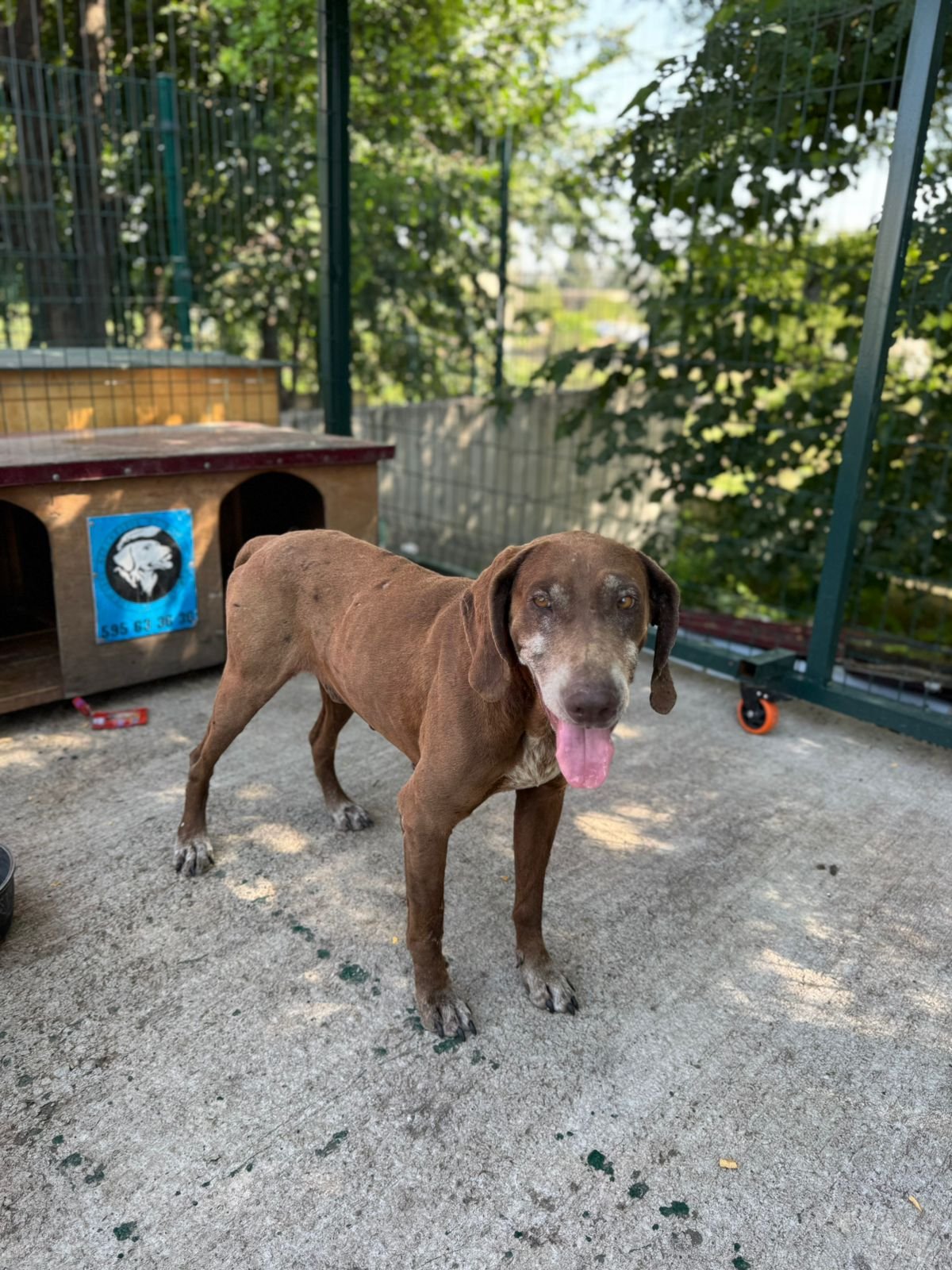 კურცჰაარი. ფოლადაანთკარი