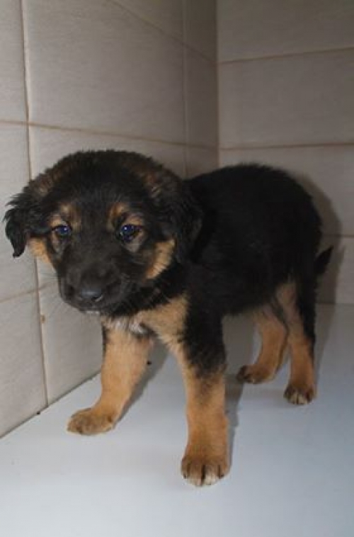 მეტისი უსახელო