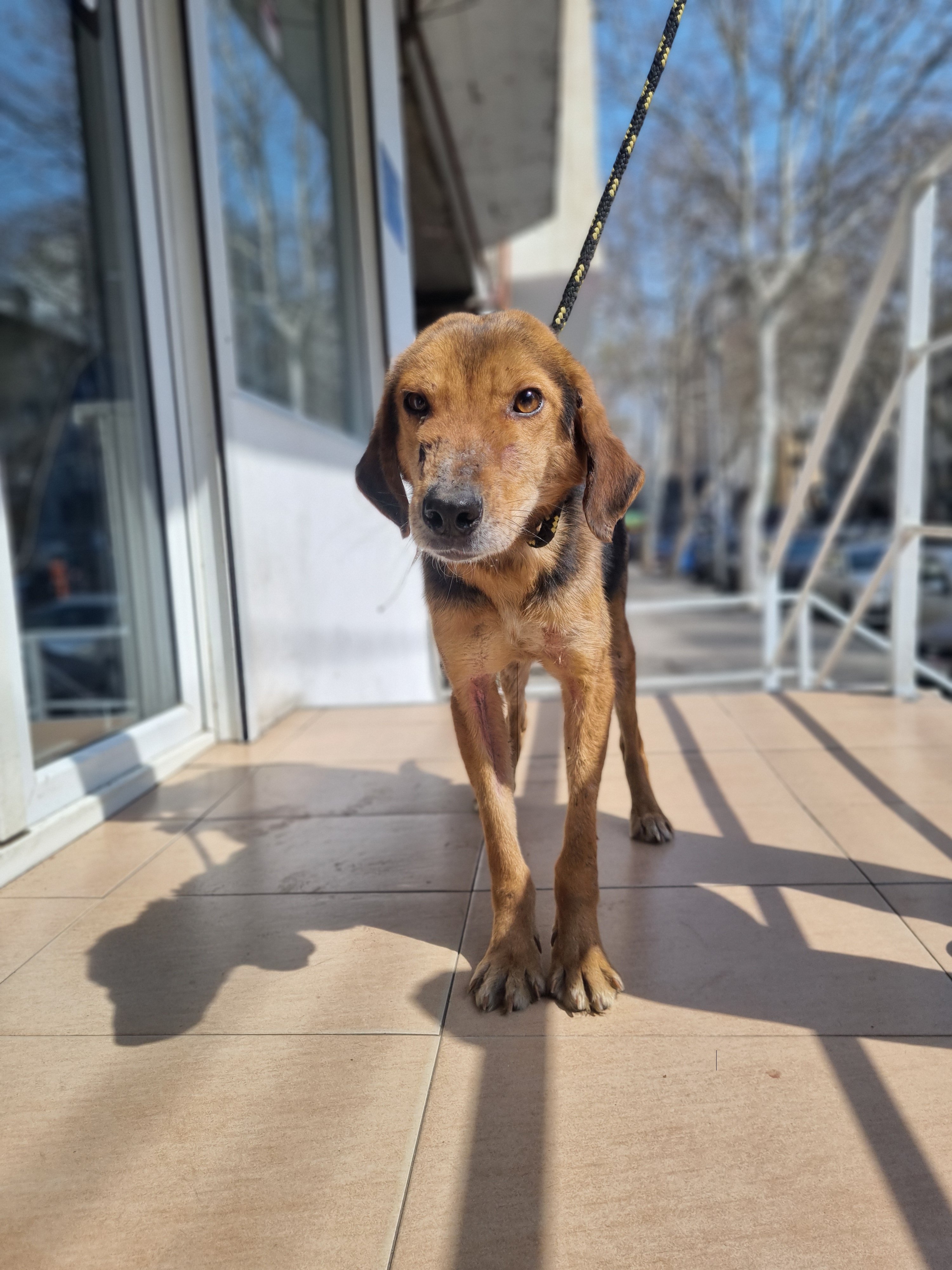 გონჩის მეტისი. ნატახტარი.