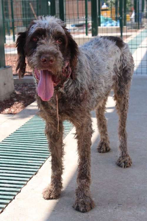 დრათხარი უსახელო