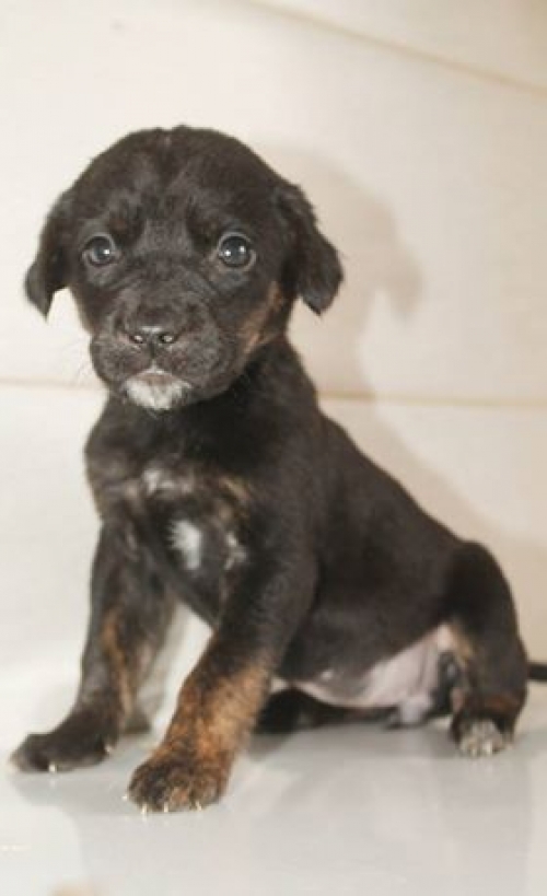 მეტისი უსახელო