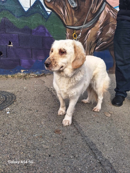 მეტისი საგურამოს კერძო სკოლა ,,, მაილო,,,