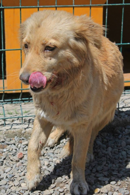 მეტისი ჯეკა