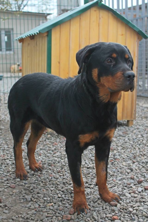 როტვეილერი ვიტა