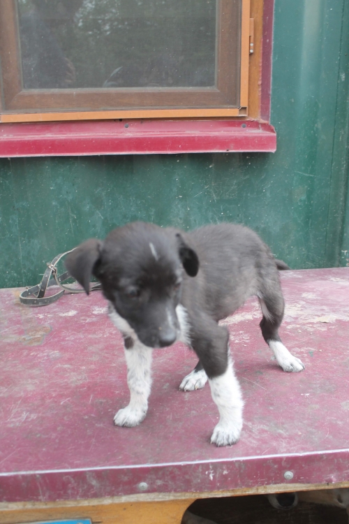 მეტისი უსახელო