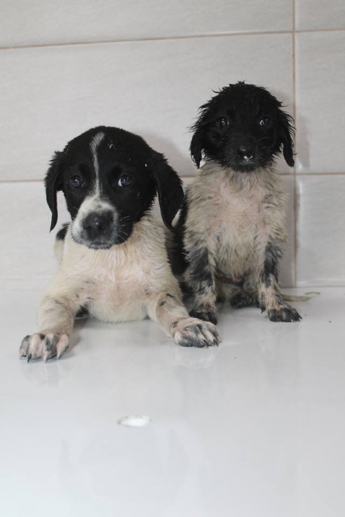 კურცხაალის მეტისი უსახელო