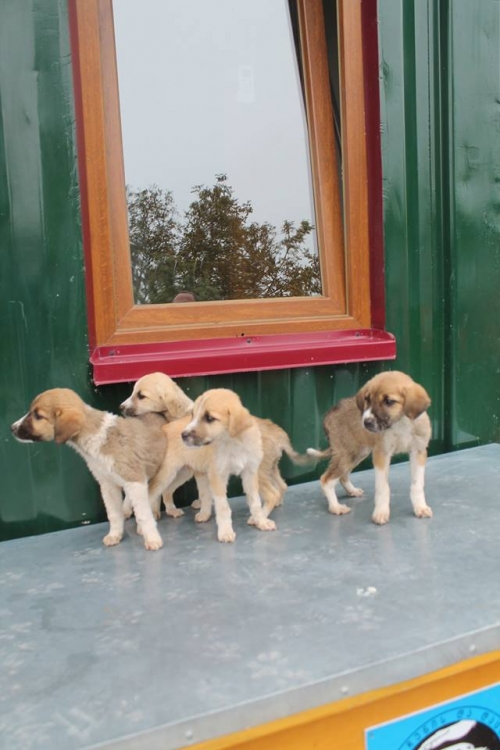 მეტისის ლეკვები უასახელო