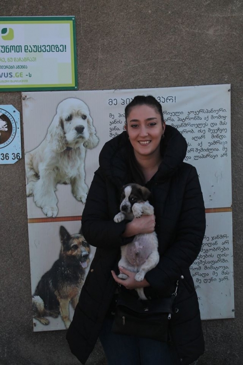 ქართული ქოფაკი უსახელო