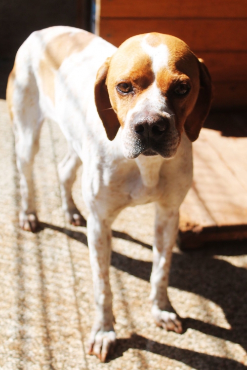 პოინტერი უსახელო