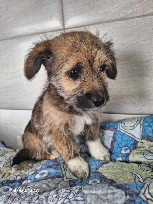 მეტისი ლუსი