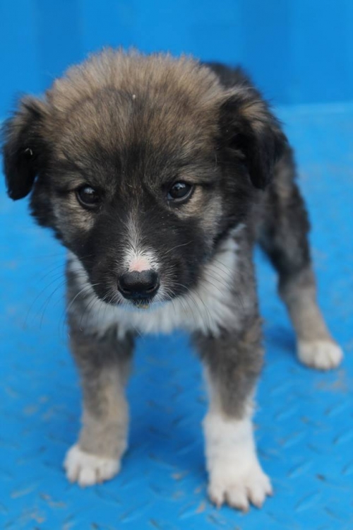 მეტისი უსახელო