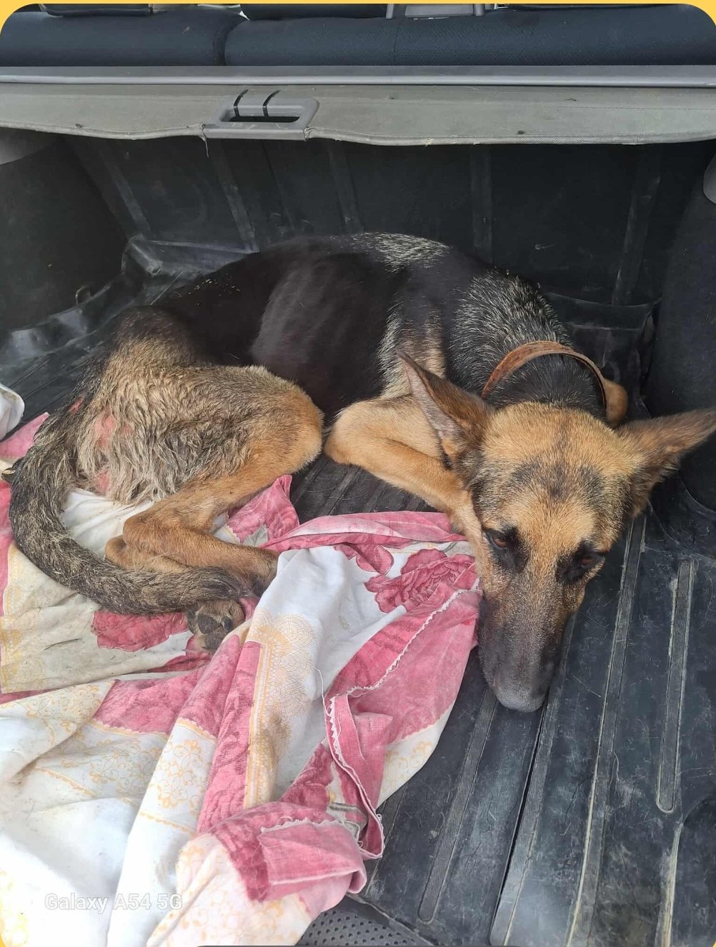 გერმანული ნაგაზი. ლაიმა