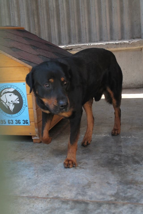 როტვეილერი მაქსი