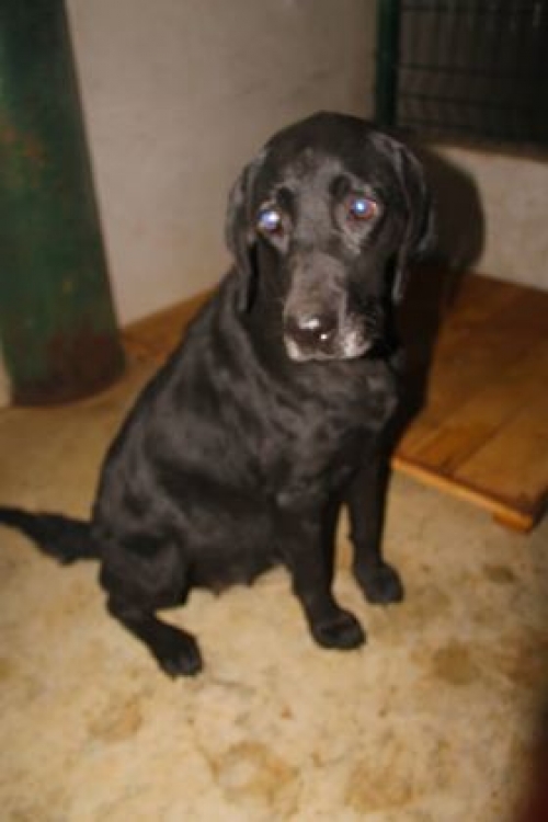 ლაბრადორი უსახელო