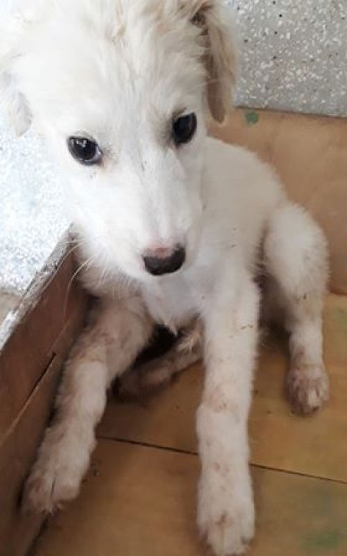 მეტისი უსახელო