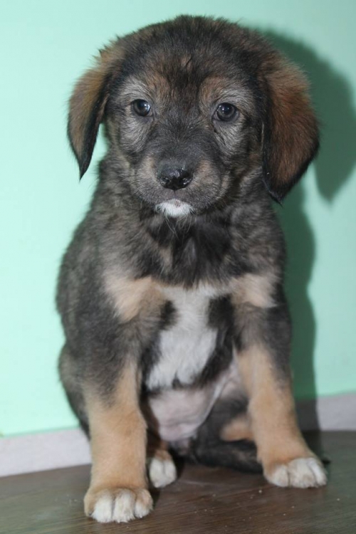 მეტისი უსახელო