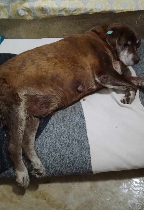 მეტისი გლდანი 1 მიკ.