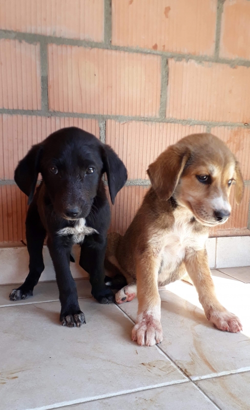 მეტისი უსახელო