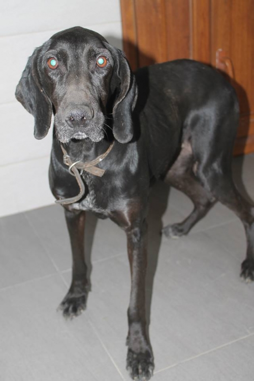 კურცხაარი ჯესი