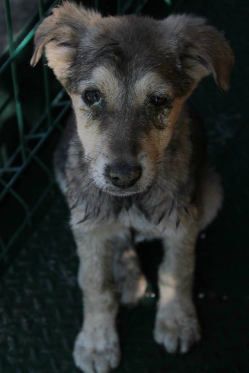 მეტისი უსახელო