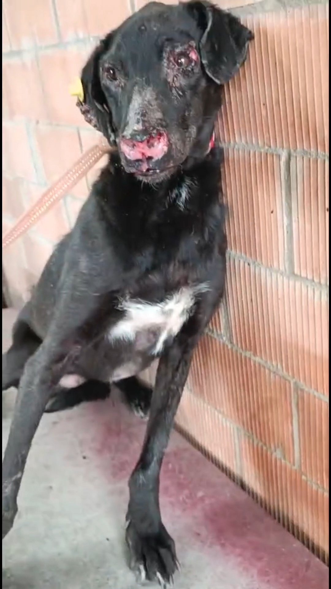 მეტისი. KED01972