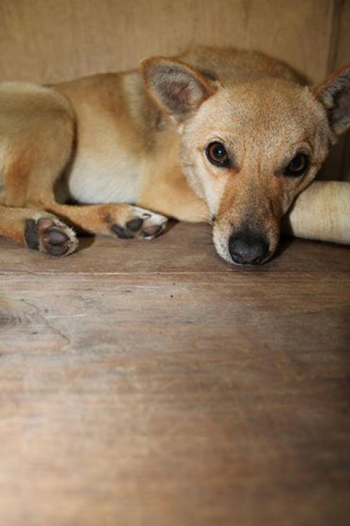 მეტისი უსახელო