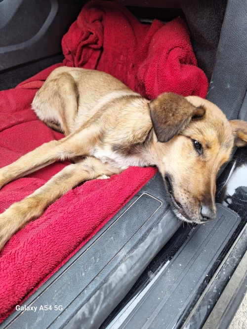 მეტისი მცხეზტის რაიონი სოფელი ქსოვრისი